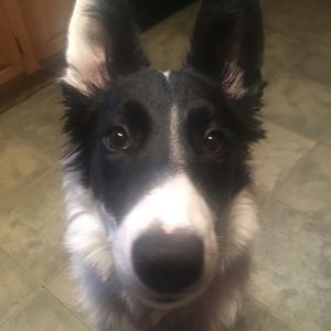 Meet your Posher, Coral